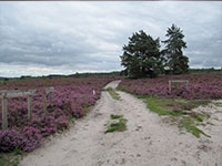 Walking